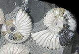Gorgeous, Iridescent Deschaesites Ammonite Cluster #50763-1